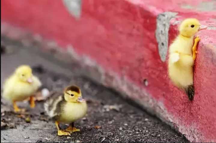 الرغبة والإرادة